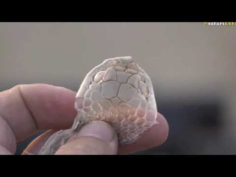 10 Oct 05, 2017  -Sunset  - Stefan has a snake skin but from which snake