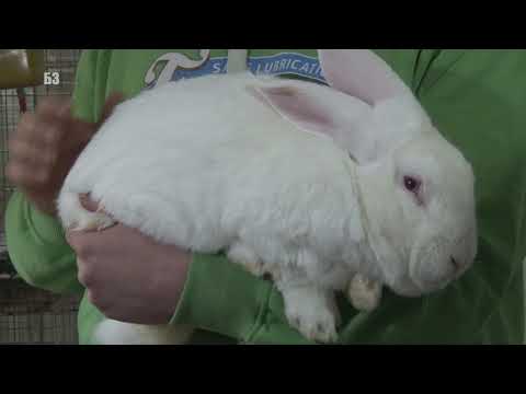 Fama kunića - brza proizvodnja ZDRAVOG MESA - ALI EVO KOJI SU SAVETI ZA POČETNIKE