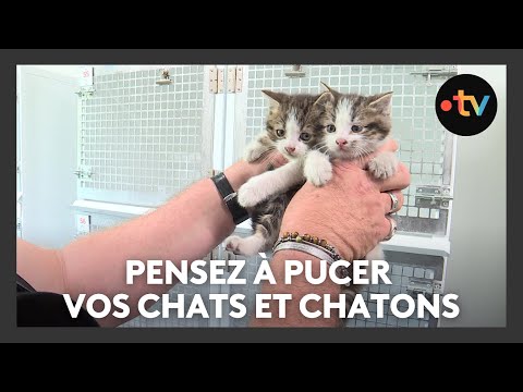 Pourquoi il faut penser à pucer son chat ou son chaton