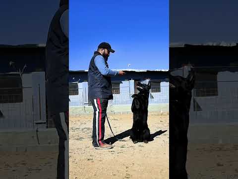 Best Dog trainer in Iran 🇮🇷