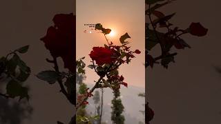 Download lagu Kasam Se (Jaanwar) 🎧 Feel This Song Deeply 💕 #viralshorts#shorts #motivation #flowers mp3