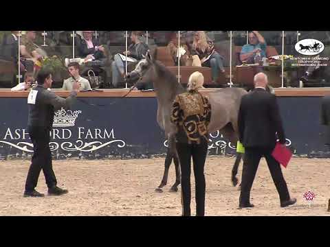 N 71 EKS SIRAJJ   Sentower Diamond Trophy 2021   International Show   Colts 3 Years Old Class 6