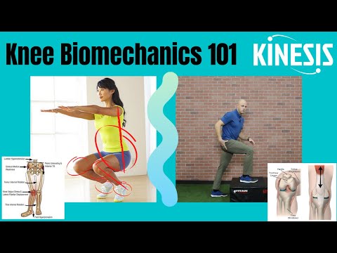 knee biomechanics 101