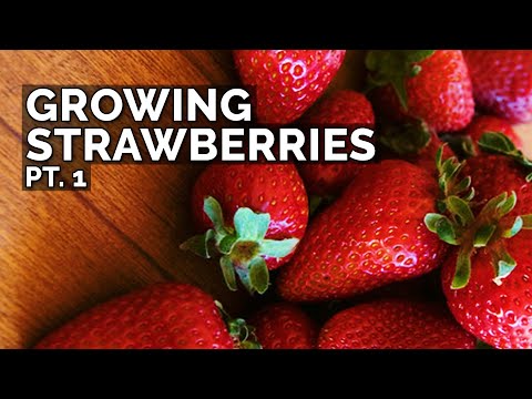 Growing Strawberries Part 1 Planting Bare Root Strawberries Sun and Soil