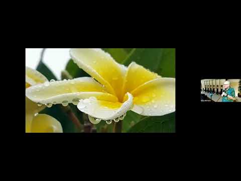Plumeria 101: Cultive plumerias incríveis em San Diego com Mike Atkinson