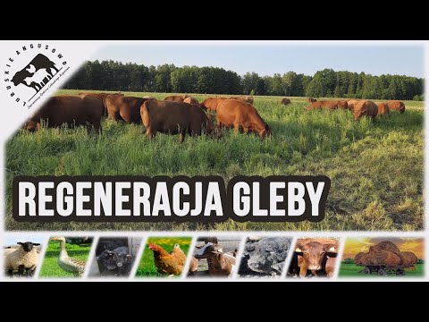 Lubuskie Angusowo - S8 E13 - Jak szybko naprawić glebę, aby dawała większe plony