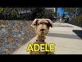 ADELE THE UNDERDOGS VERSION