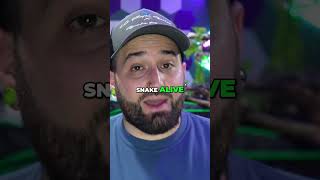 Snake Heat & Stress: Vital Secrets for Reptile Health #shorts