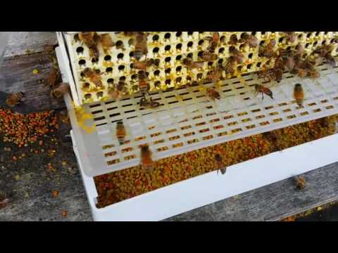 Removable bee pollen trap for apicultural Beekeeping tool
