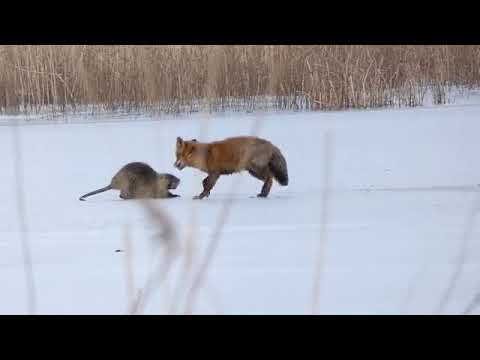 Fox vs Nutria/Fuchs gegen Nutria