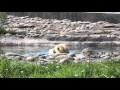 Detroit Zoo Polar Bear Talini Nibbles On A Fishsicle