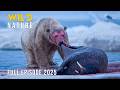 WILD ARCTIC The Untold Stories Of Survival In The Ice Naturedocumentaries Wild Nature