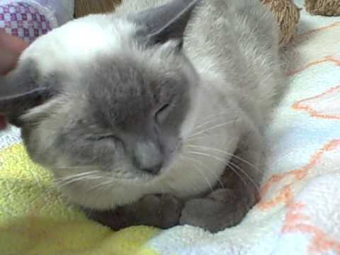 Blue Point Siamese Kittens