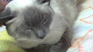 Cat 14161, a beautiful Blue Point Siamese mix female