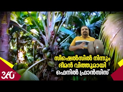 Giant seed | 4 crore | സീഷെൽസിൽ നിന്നും ഭീമൻ വിത്തുമായി ഫെനിൽ ഫ്രാൻസിസ്  | Fenil Francis