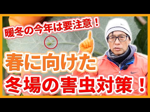 キョウチクトウの害虫とその対処法