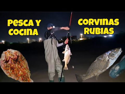 CORVINAS XXL por TODA LA COSTA, PESCA y COCINA