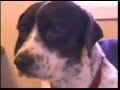 Featured Pet Of The Week Barney
