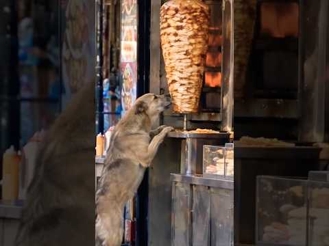 #dog #döner #kebab #youtubeshorts #shorts #trending #reels #funny #fyp #amazing #world #like #likes