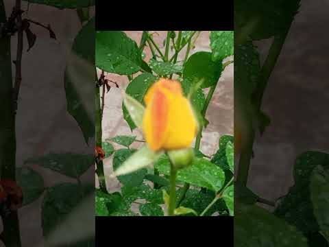 #beauty#flowers #beautiful