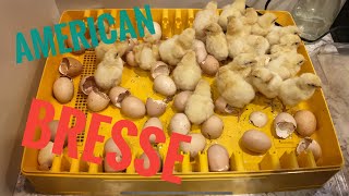 Should you buy hatching eggs off eBay Well we did!