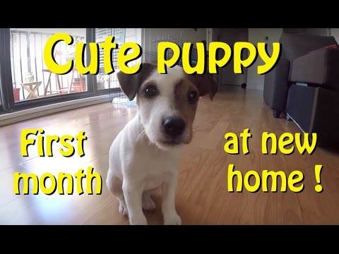 2 months Parson Russell puppy at new home