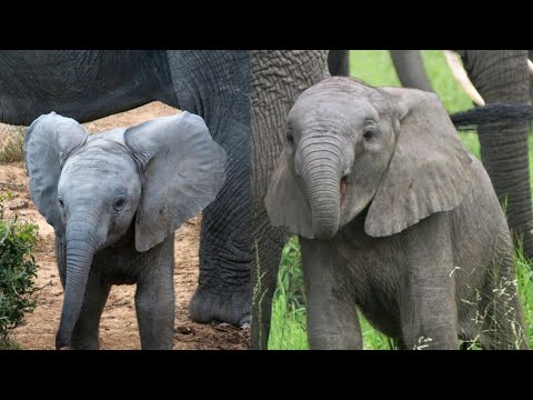 Baby Elephant Wan Mai Outing
