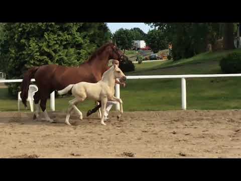 Auktionsfohlen Nr 09 SF v. Steendieks Exclusive - Aljano