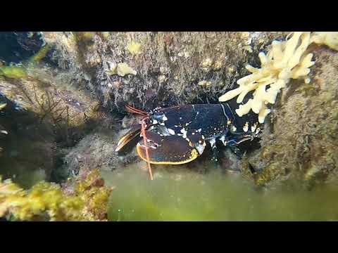 Incredible beautiful Lobsters in Denmark - Coldwater scuba diving at it´s best.
