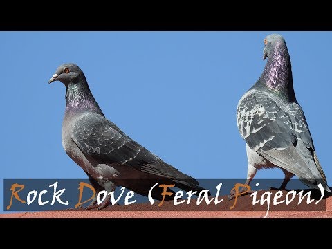 Rock Dove call — Columba livia