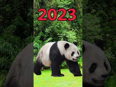 2023 Panda vs 5000 bce Panda