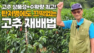 폭염, 폭우, 탄저병에도 고품질 고추 다수확 성공! 고수가 말하는 가장 중요한 조건은