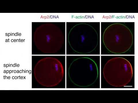 biosights: March 18, 2013 - Breaking egg symmetry