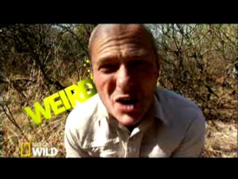 Motion Graphic ( Bite Me—NGW New Package )