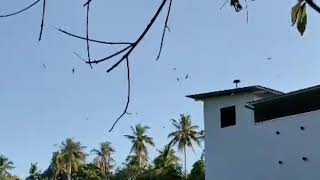 Download lagu RUMAH WALET MALAYSIA PENENANGAN SUARA ZGY mp3 Download lagu RUMAH WALET MALAYSIA PENENANGAN SUARA ZGY mp3