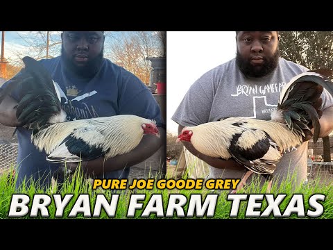 Joe Goode Grey Ronnie Bryant Farm Texas - Beautiful Birds