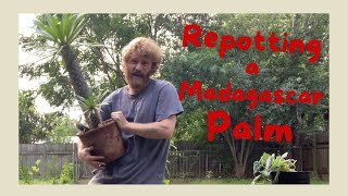 Trying To Re-Pot My Madagascar Palm Without Getting Injured