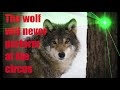 THE WOLF WILL NEVER PERFORM AT THE CIRCUS