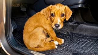 Abandoned, Sad and Scared: The Story of This Innocent Dog will Melt Your Heart