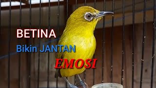 Download lagu Suara Pleci BETINA Untuk Memancing EMOSI Pleci JAN... mp3