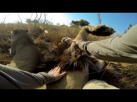 GoPro: Lion Grooming