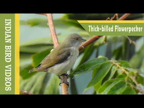 Bobuliar hrubozobý (Pachyglossa agilis) — správanie, biotop a hlas