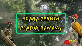 Download lagu pelatuk bawang volume jernih mp3 Download lagu pelatuk bawang volume jernih mp3