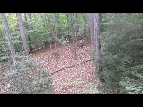 first bow buck on scrubbuster outdoors 2024 season