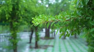 Relaxing Music for Anxiety and Depression Calm, Soothing Nature Sounds