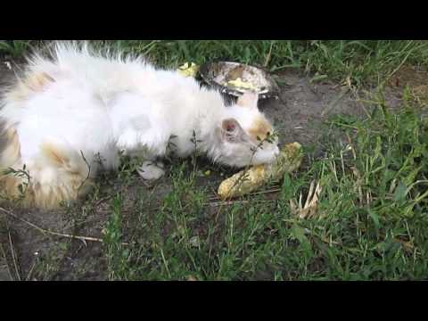 голод не тётка или как кот кукурузой трапезничал