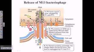 Release of M13 bacteriophage