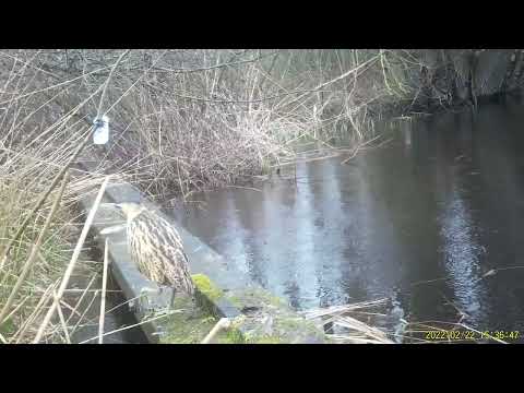 Roerdomp in polderreservaat Kockengen