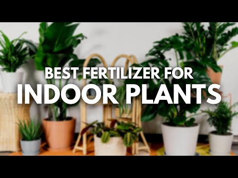 Best Fertilizer For Indoor Plant - Happy Houseplants