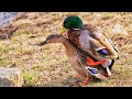Azerbaijan Duck Meeting Animal Life